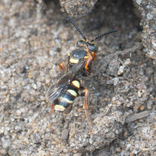 Nomada rufipes (Black-horned Nomad Bee).jpg